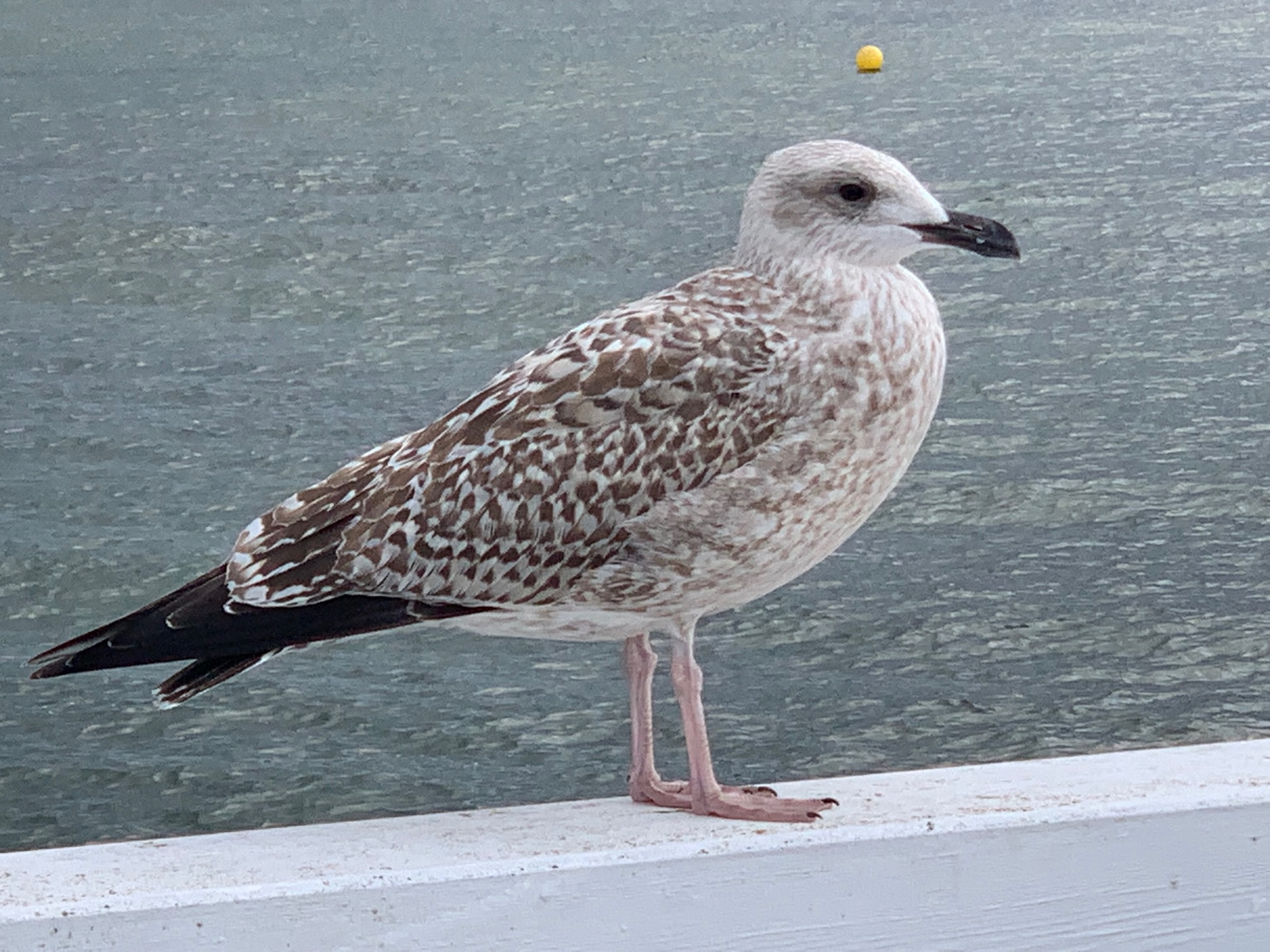 A young seagull perched on the pier railing - the beautiful speckled plumage typical of Baltic coast birds