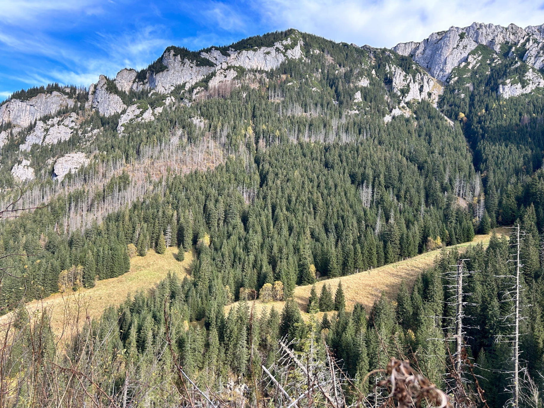 Dense spruce forests climbing the rocky mountain slopes - the characteristic landscape of the Polish Tatras
